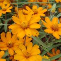 Zinnia angustifolia 'Star Orange' fleur